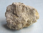 Руки морской лилии Pegocrinus