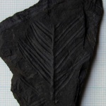 Фрагмент Alethopteris