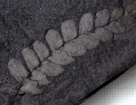 Фрагмент Neuropteris sp.