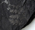Фрагмент Mariopteris cf. nervosa