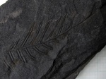 Alethopteris
