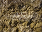 Nerinea sp.