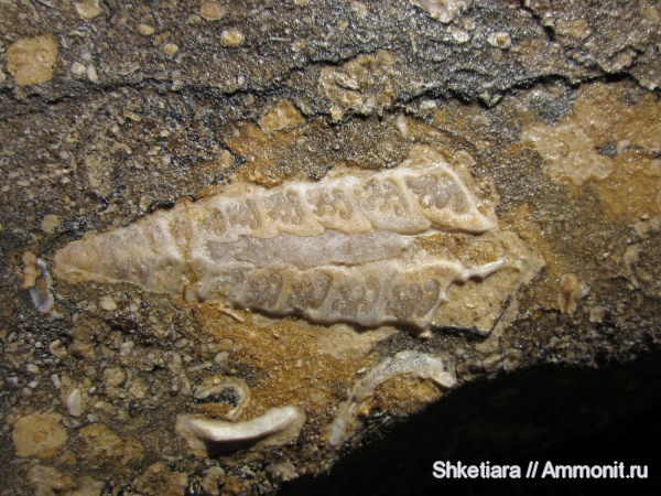 юра, верхняя юра, титон, Ptygmatis, Nerineidae, гора Фишт, Tithonian, Jurassic, Upper Jurassic