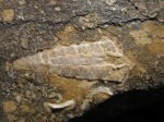 Ptygmatis sp.