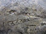 Cryptoplocus sp.