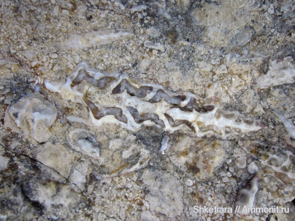 верхняя юра, титон, Nerinea, Nerineidae, гора Фишт, Tithonian, Upper Jurassic, Sculpturea