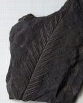 Alethopteris lonchitica