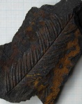 "Ржавый" Alethopteris cf. decurrens