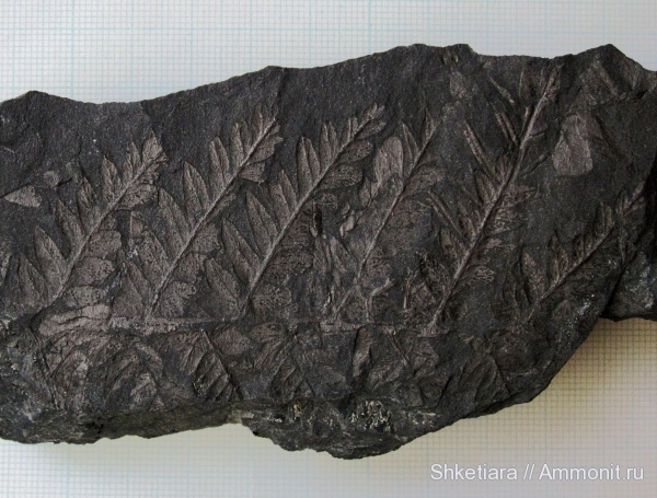 карбон, Carboniferous, Донбасс, Mariopteris, Mariopteris nervosa