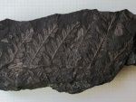 Mariopteris nervosa (?)