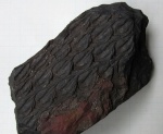 Lepidodendron
