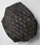 Sigillaria sp.