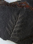 Малыш Alethopteris