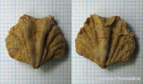 карбон, Гжель, гжельский ярус, верхний карбон, Spiriferida, Paraspiriferina, Spiriferinida, Paraspiriferinidae