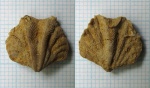 Paraspiriferina sp.