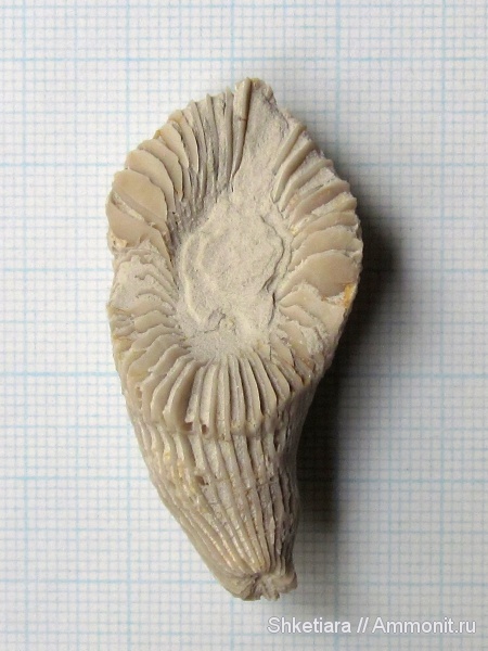 карбон, ругозы, средний карбон, Rugosa, Tetracoralla, Акатьевский карьер