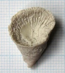 Ругоза Bothrophyllum conicum