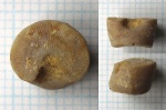 След Phosphannulus