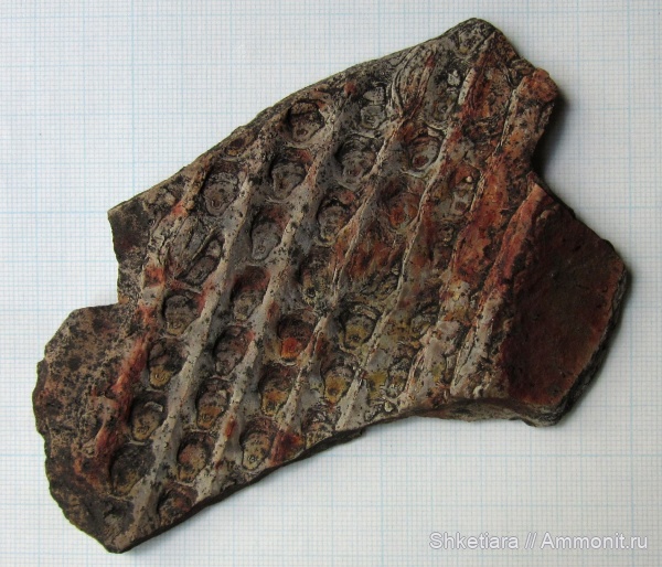 карбон, Carboniferous, сигиллярия, Донбасс, Sigillaria