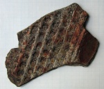 Пятнистая Sigillaria sp.