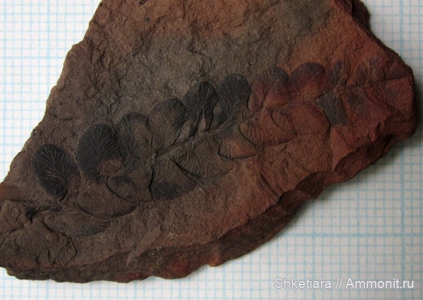 карбон, Carboniferous, Донбасс, Neuropteris, Neuropteris rarinervis