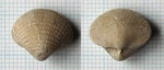 Брахиопода Neophricodothyris sp.