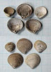 Створки Trautscholdia (Astarte) sp.