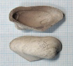 Grammatodon (Parallelodon) sp.