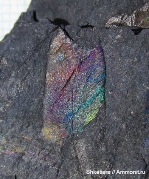 карбон, Carboniferous, Донбасс, Neuropteris