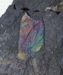 Цвета побежалости на листике Neuropteris sp.