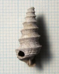 Bathraspira aspera (?) с отверстием