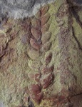 "Марсианский" Neuropteris sp.