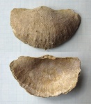 Semiplanus sp.