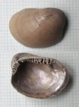 Nuculoma sp. (?)