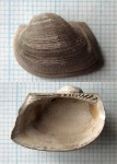 Grammatodon pictum, будь он неладен