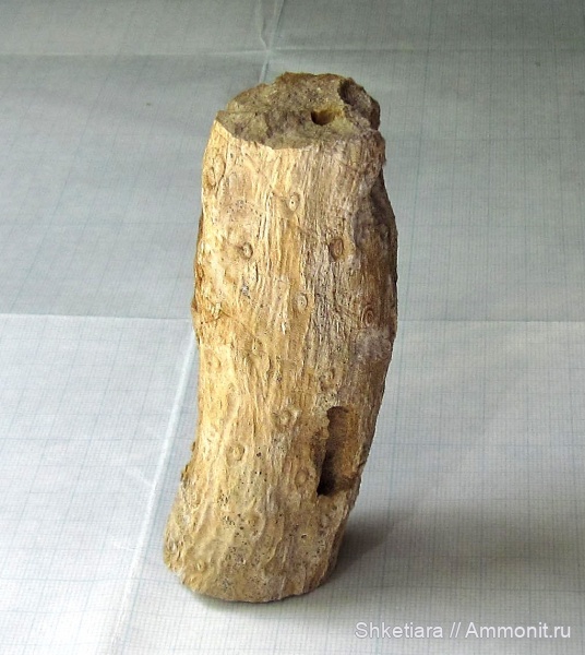 карбон, нижний карбон, stigmaria, стигмарии, Тульская область, Stigmaria ficoides, визейский ярус, Берники