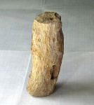 Стигмария из Берников