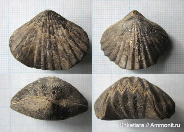 оксфорд, Praecyclothyris, верхняя юра, Московская область, Rhynchonellida, оксфордский ярус, Тимонино