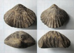 Praecyclothyris sp. (?)