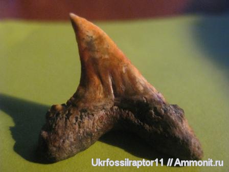 эоцен, акулы, Carcharocles, Otodus, Киев, sharks