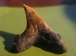 Зуб Carcharocles(?) с другой стороны