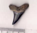 Jaekelotodus
