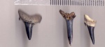 Odontaspididae