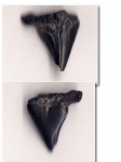 Carcharocles cf. auriculatus
