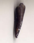 Зуб рыбы cf. Eutrichiurides