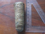 Orthoceras