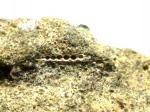 Nodosaria sp.