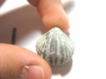 Брахиопода Rhynchonellida