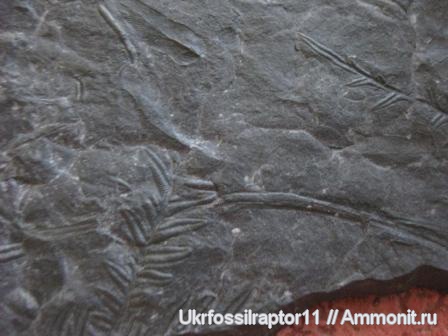 карбон, Флора, Alethopteris