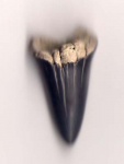 Otodus sp.